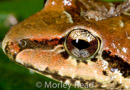 Pristimantis w-nigrum