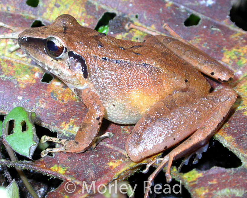 Pristimantis achatinus