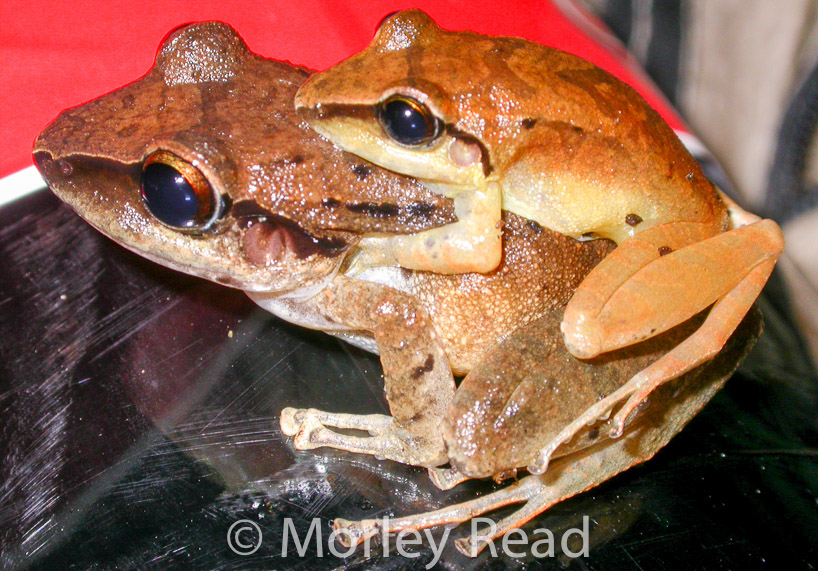 Pristimantis achatinus