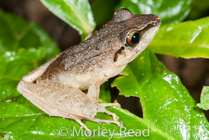 Pristimantis achatinus