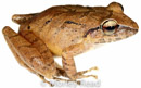 Pristimantis achatinus