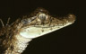 Caiman crocodilius
