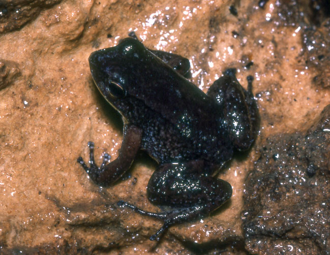 Mannophryne trinitatis