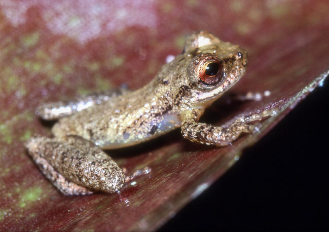 Flectonotus fitzgeraldi