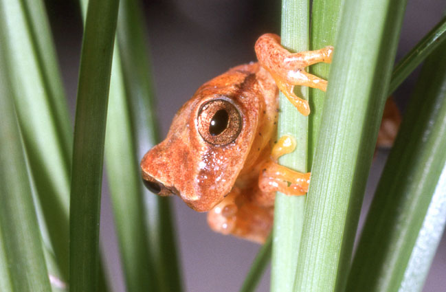 Dendropsophus microcephalus