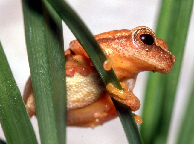 Dendropsophus microcephalus