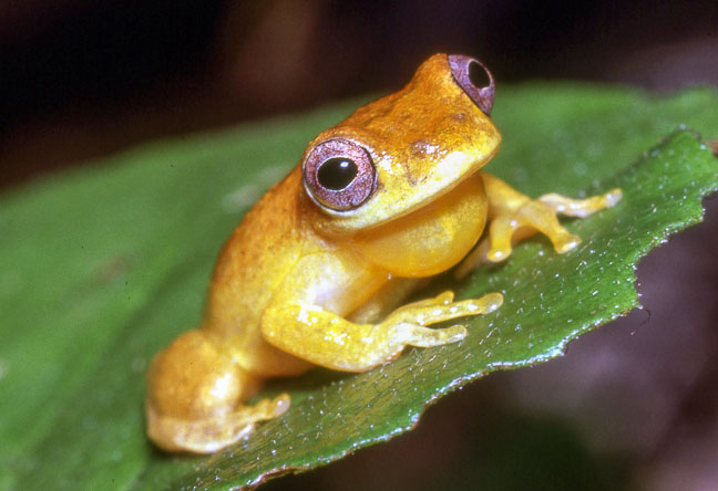 Dendropsophus minutus