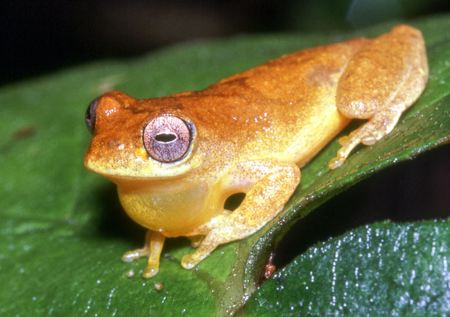 Dendropsophus minutus