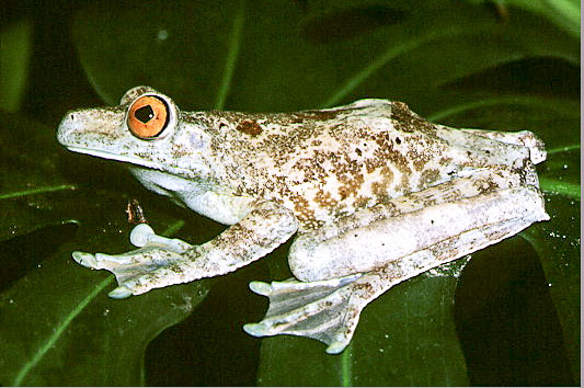 Hypsiboas boans