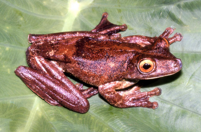 Hypsiboas boans