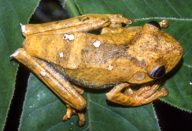 Hypsiboas geographicus