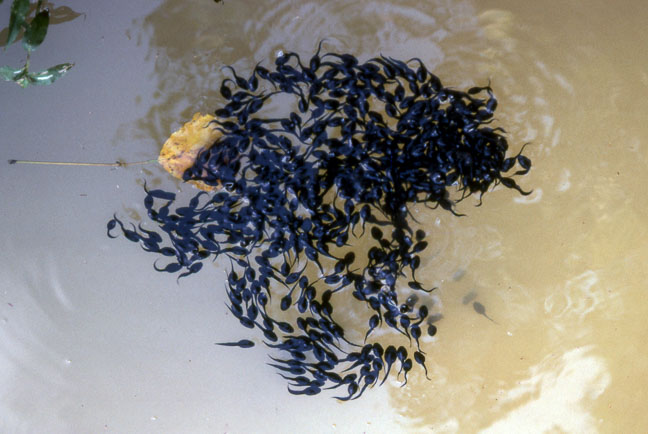 Hypsiboas geographicus