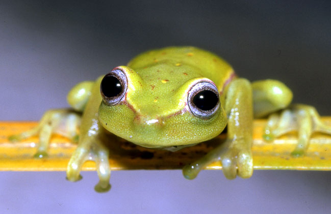 Hypsiboas punctatus