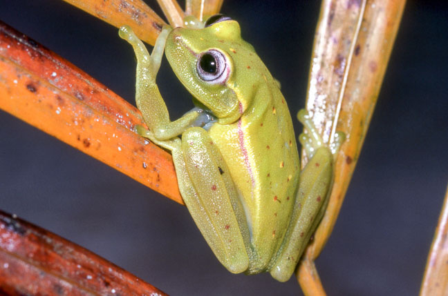 Hypsiboas punctatus