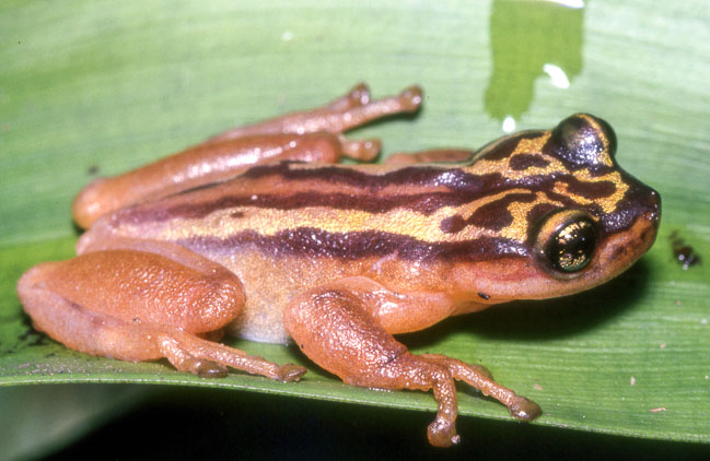 Phytotriades auratus