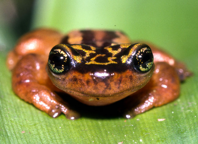 Phytotriades auratus