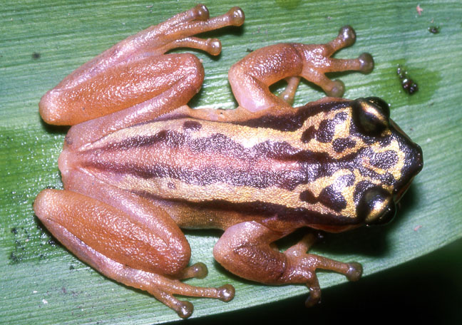 Phytotriades auratus
