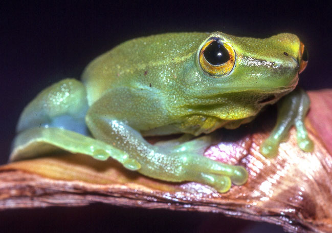 Sphaenorhynchus lacteus