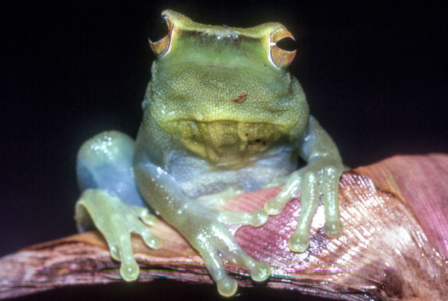 Sphaenorhynchus lacteus