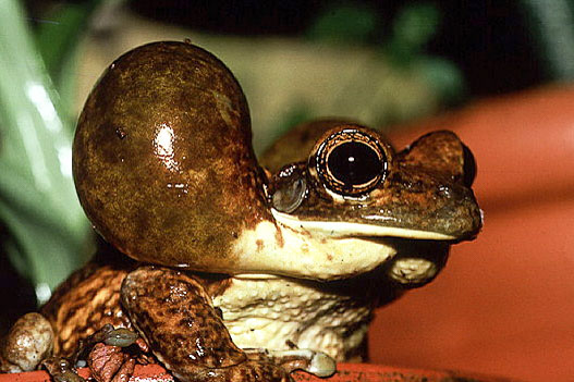 Trachycephalus typhonius