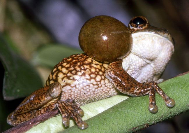 Trachycephalus typhonius