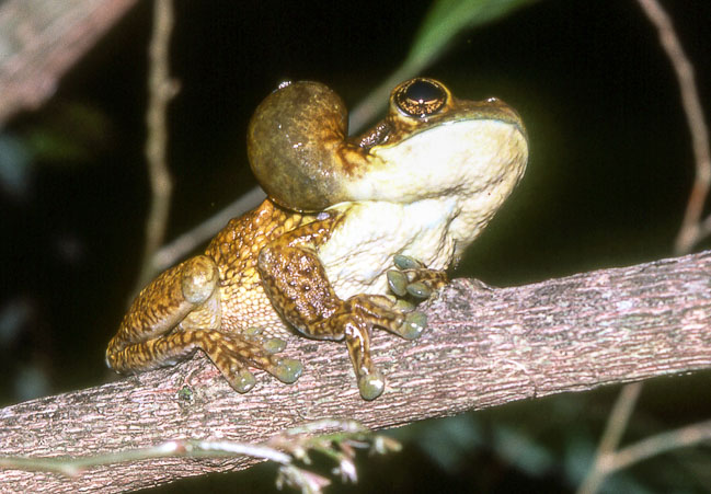 Trachycephalus typhonius