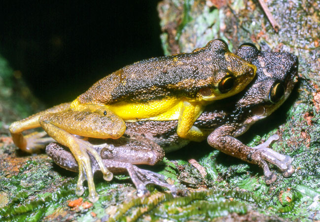 Scinax ruber