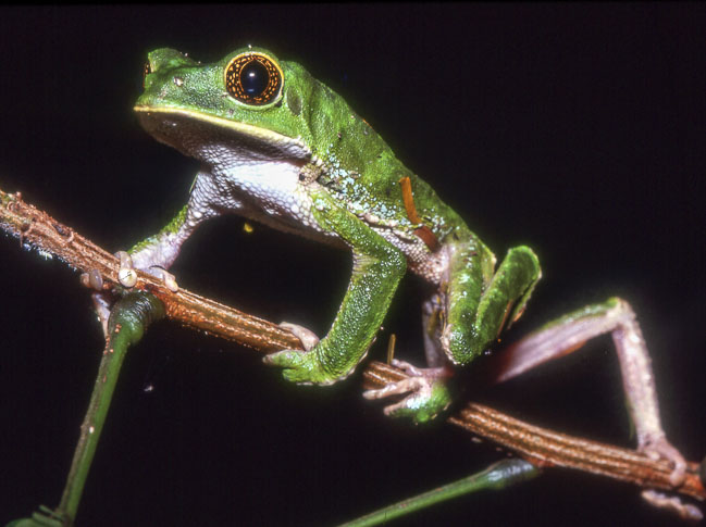 Phyllomedusa trinitatis