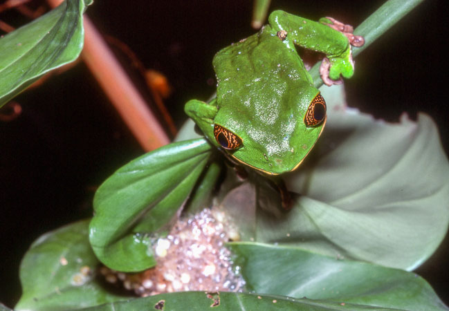 Phyllomedusa trinitatis