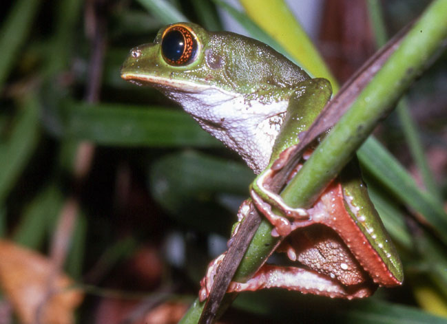 Phyllomedusa trinitatis