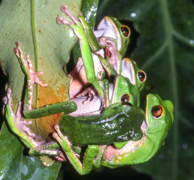 Phyllomedusa trinitatis