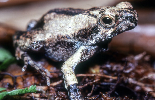 Engystomops pustulosus