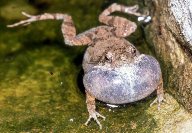 Engystomops pustulosus