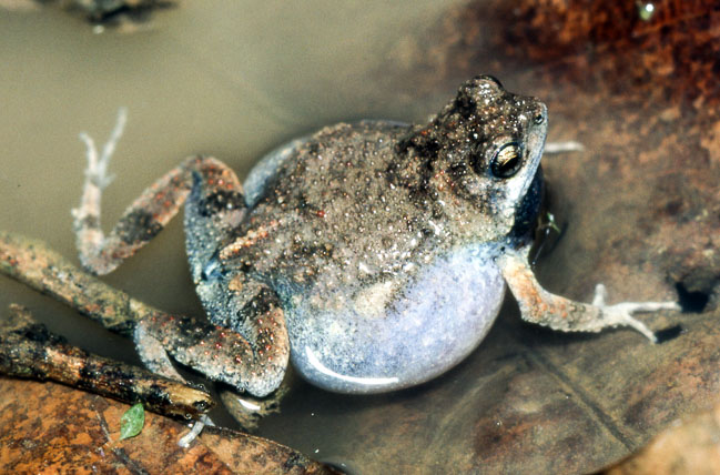 Engystomops pustulosus