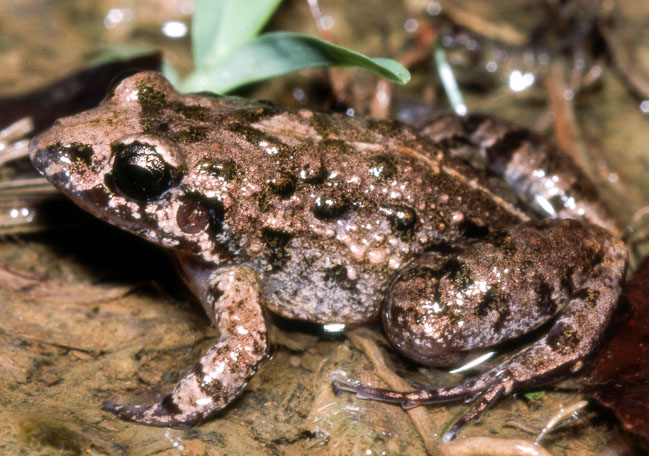 Adenomera hylaedactyla