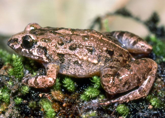 Adenomera hylaedactyla