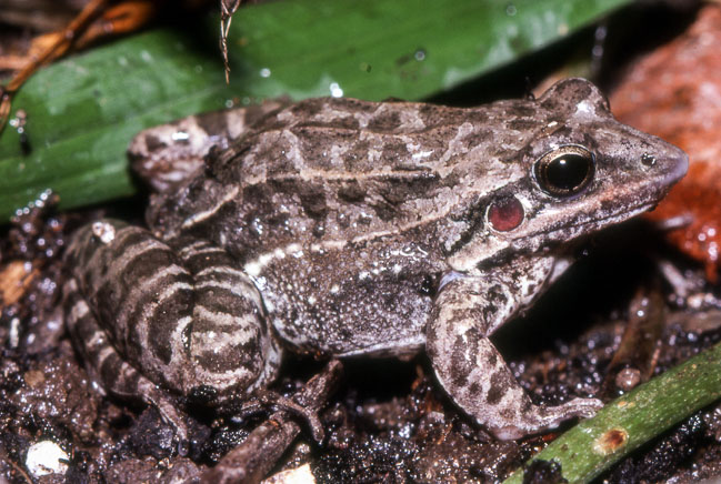 Leptodactylus fuscus