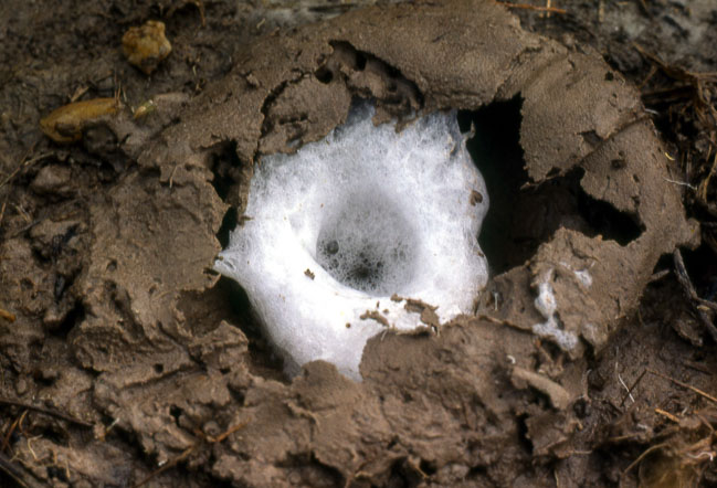 Leptodactylus fuscus