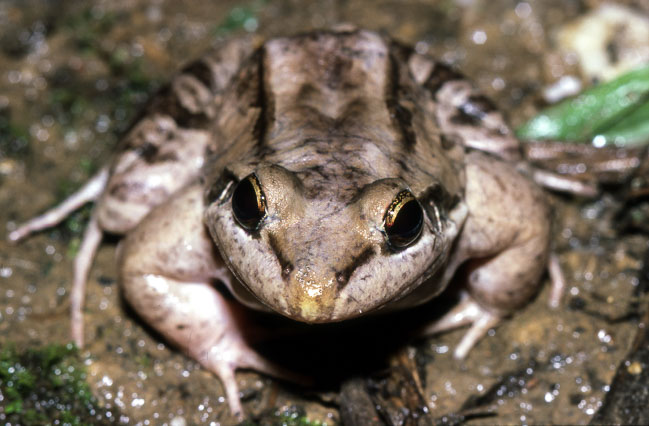 Leptodactylus insularum