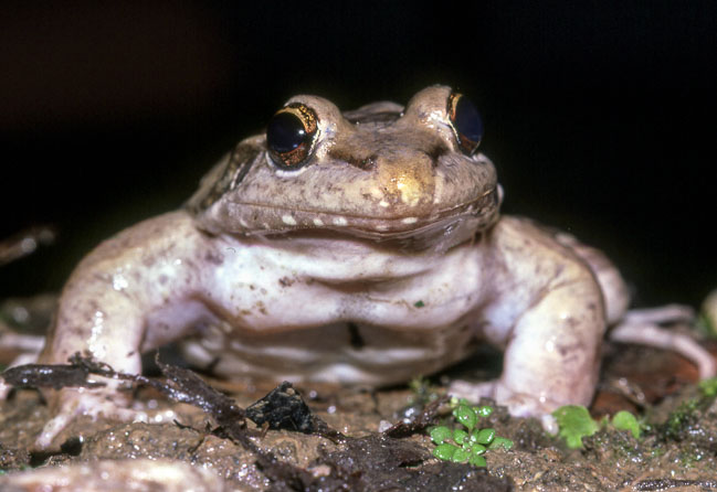 Leptodactylus insularum
