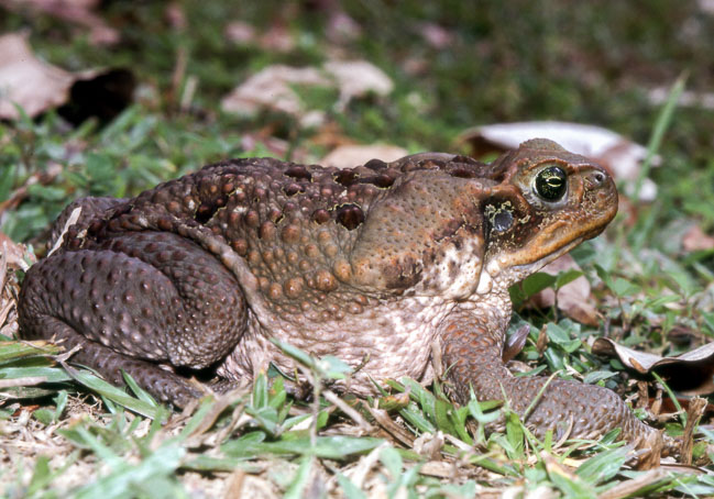 Rhinella marina