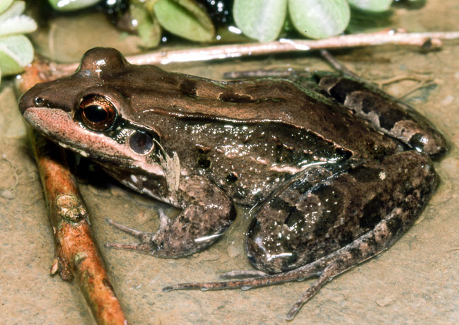 Leptodactylus insularum