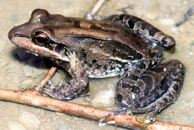 Leptodactylus insularum