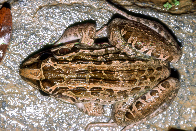 Leptodactylus macrosternum