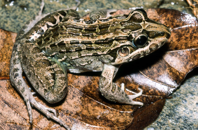 Leptodactylus macrosternum