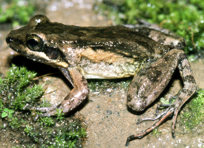 Leptodactylus nesiotus