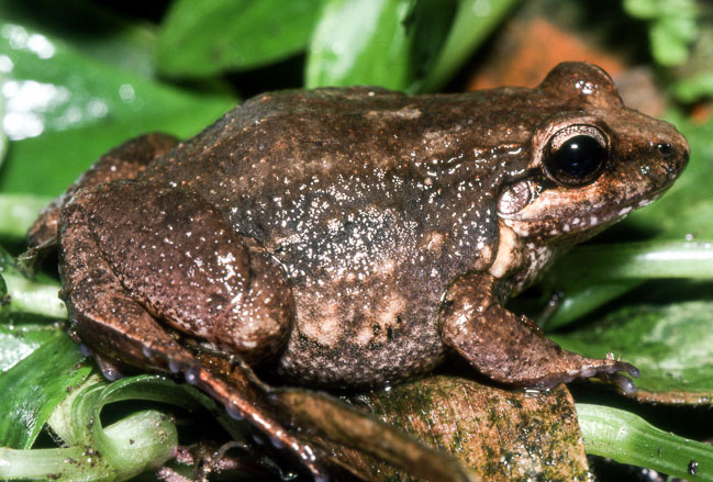 Leptodactylus validus
