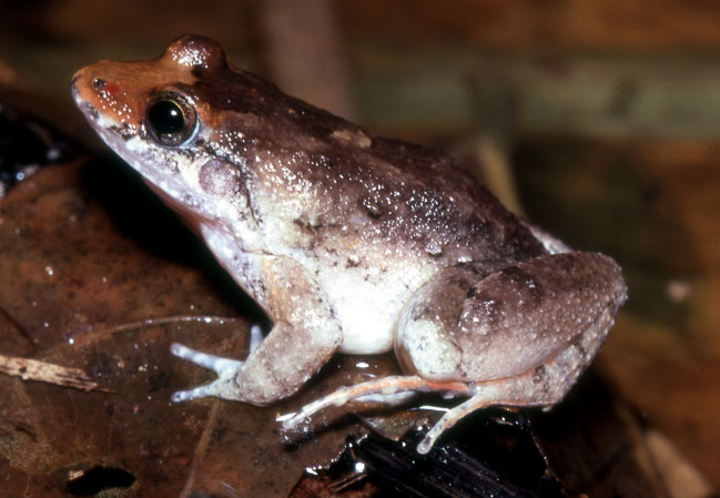 Leptodactylus validus