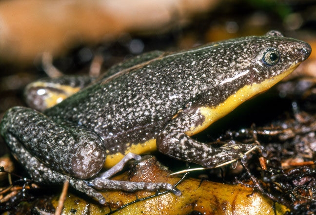 Elachistocleis ovalis