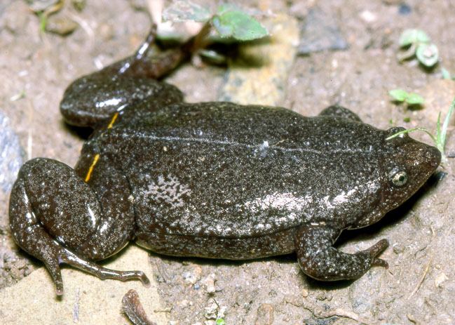 Elachistocleis ovalis